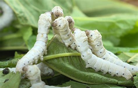 蠶卵幾天孵化|昆蟲的奧秘: 蠶的一生